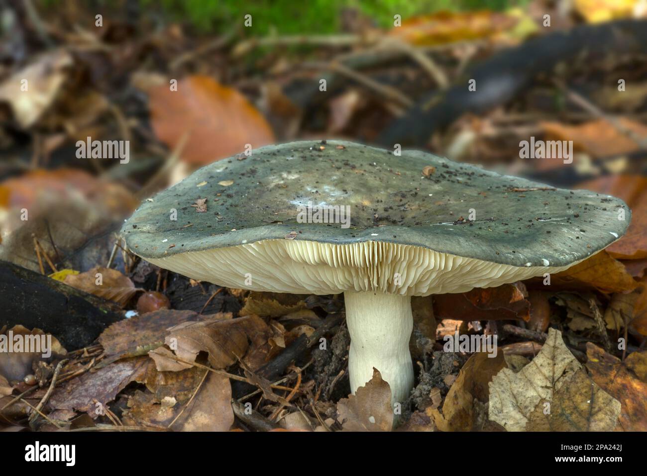 Funghi in foresta mista, Baviera, Germania Foto Stock