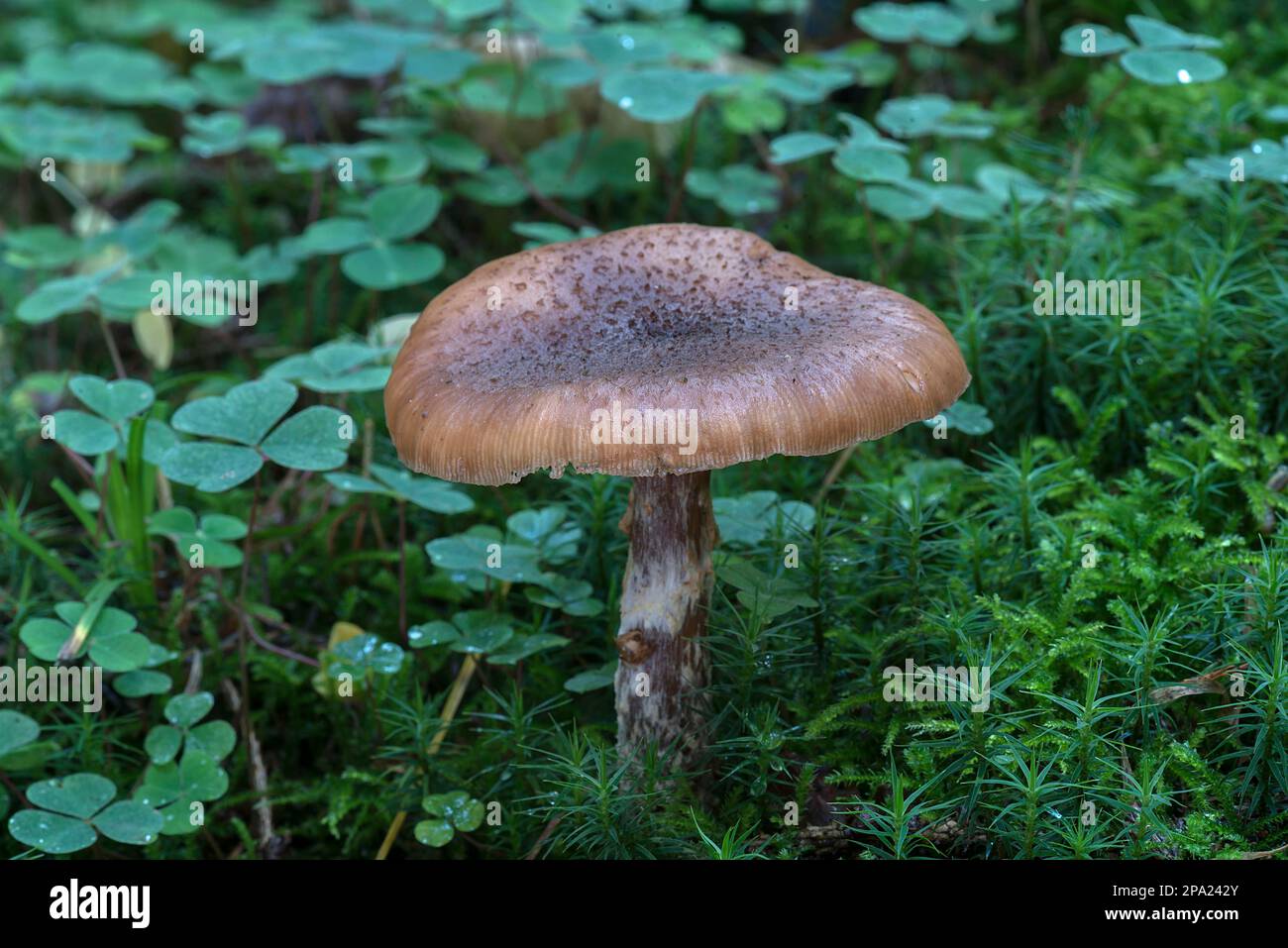 Fungo in foresta mista, Baviera, Germania Foto Stock