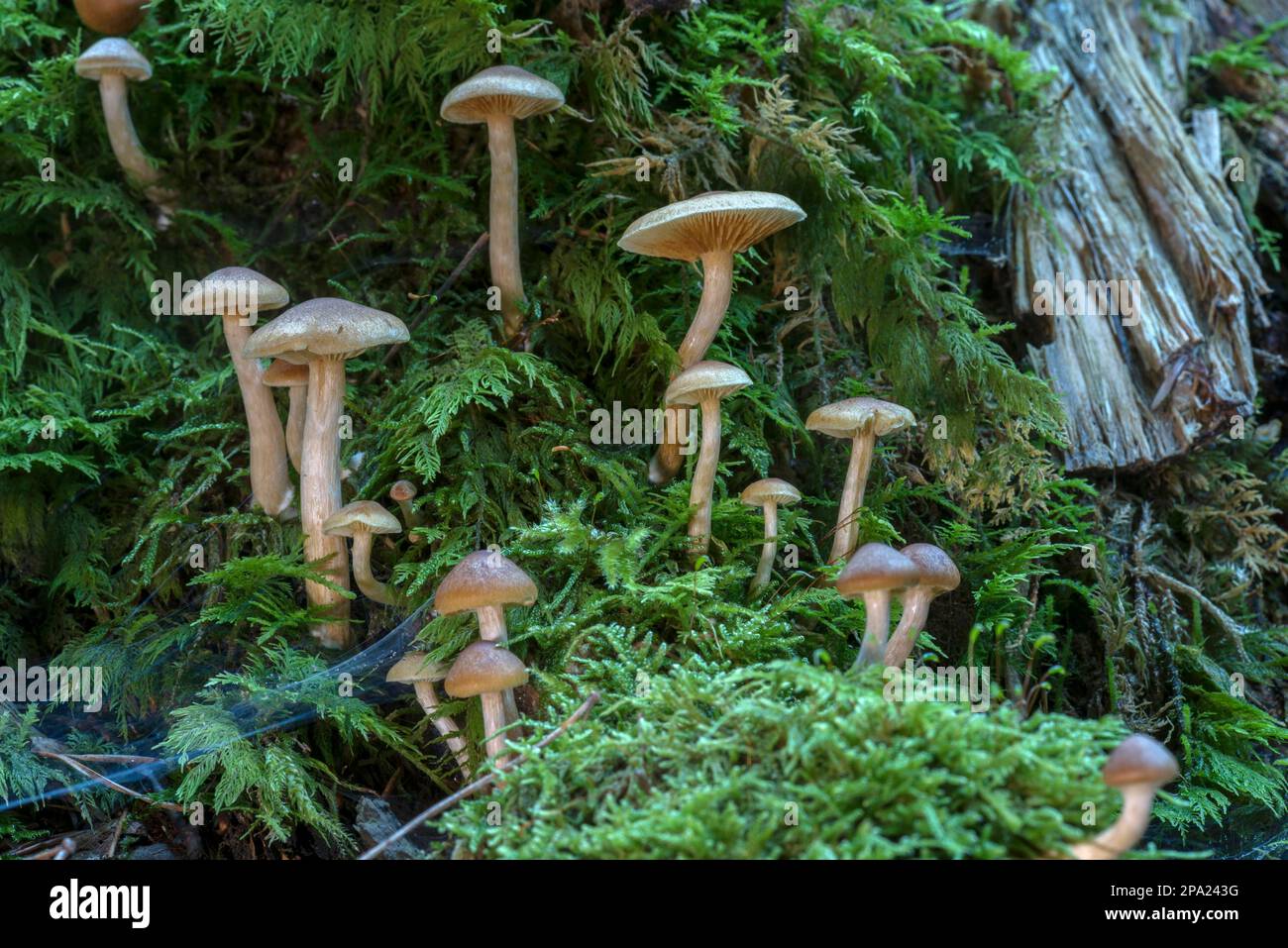 Funghi e muschio di alberi in una foresta mista, Baviera, Germania Foto Stock