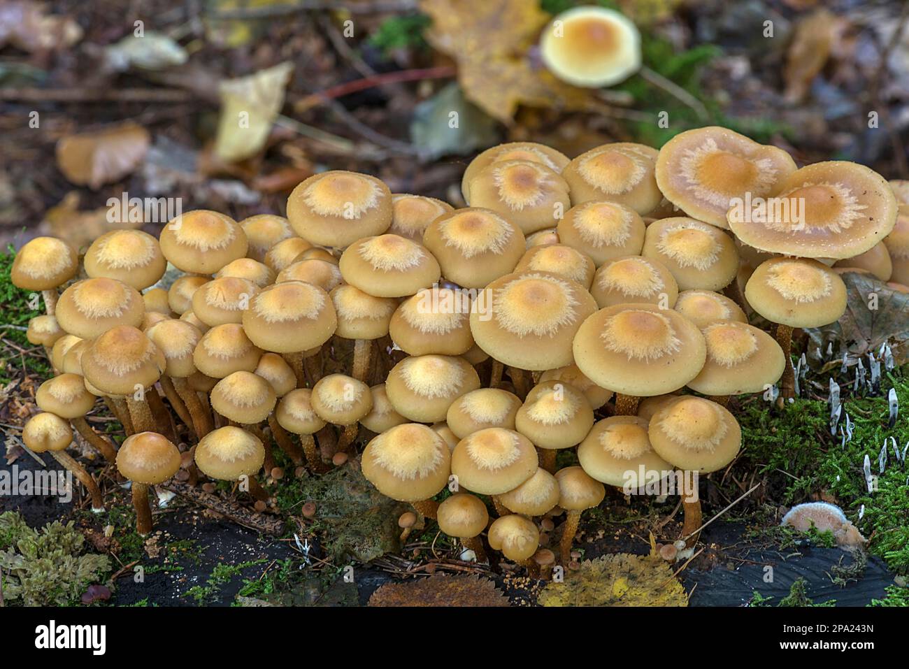 Funghi (Kuehneromyces mutabilis) in una foresta mista Accumulation di spugne di hollyhock in una foresta mista, Baviera, Germania Foto Stock