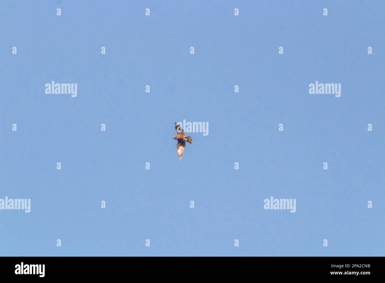 Buzzard comune (Buteo buteo) in volo, sorvolando con ali distese, contro un cielo azzurro chiaro Foto Stock