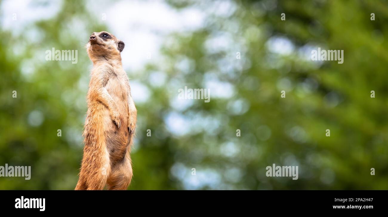 L'atteggiamento dei meerkat è il miglior sistema di sorveglianza. Controlla il territorio e protegge il gruppo. Utile per il concetto di sicurezza Foto Stock