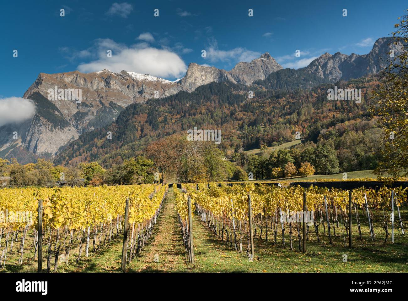 Vigneti dorati e vigneti nel paesaggio montano della regione di Maienfeld in Svizzera in una splendida giornata autunnale sotto un cielo blu Foto Stock