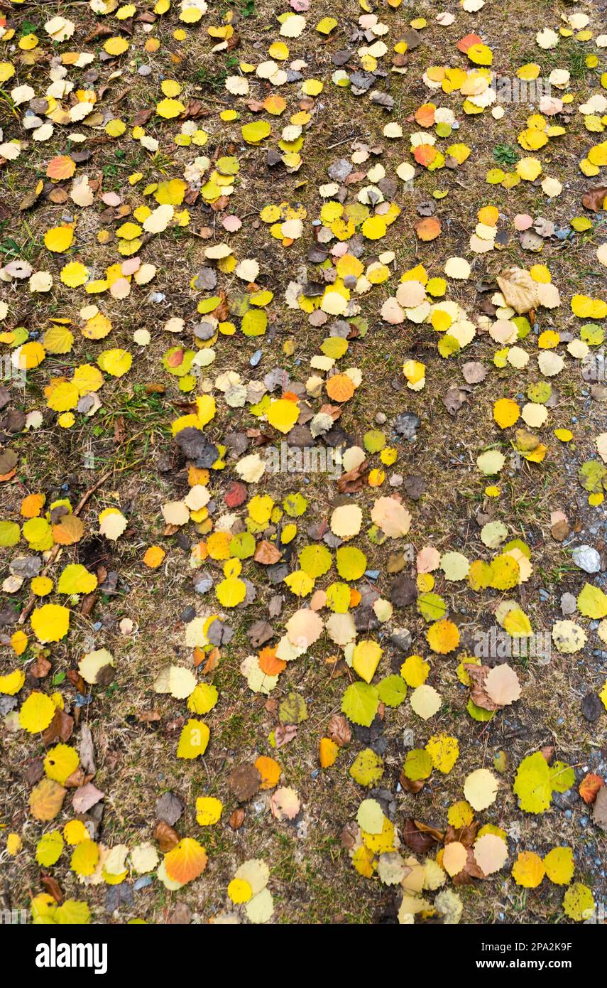 Vista verticale di sfondo del colore giallo caduta fogliame foglie cadute sparse sul terreno di sterrato di un sentiero Foto Stock