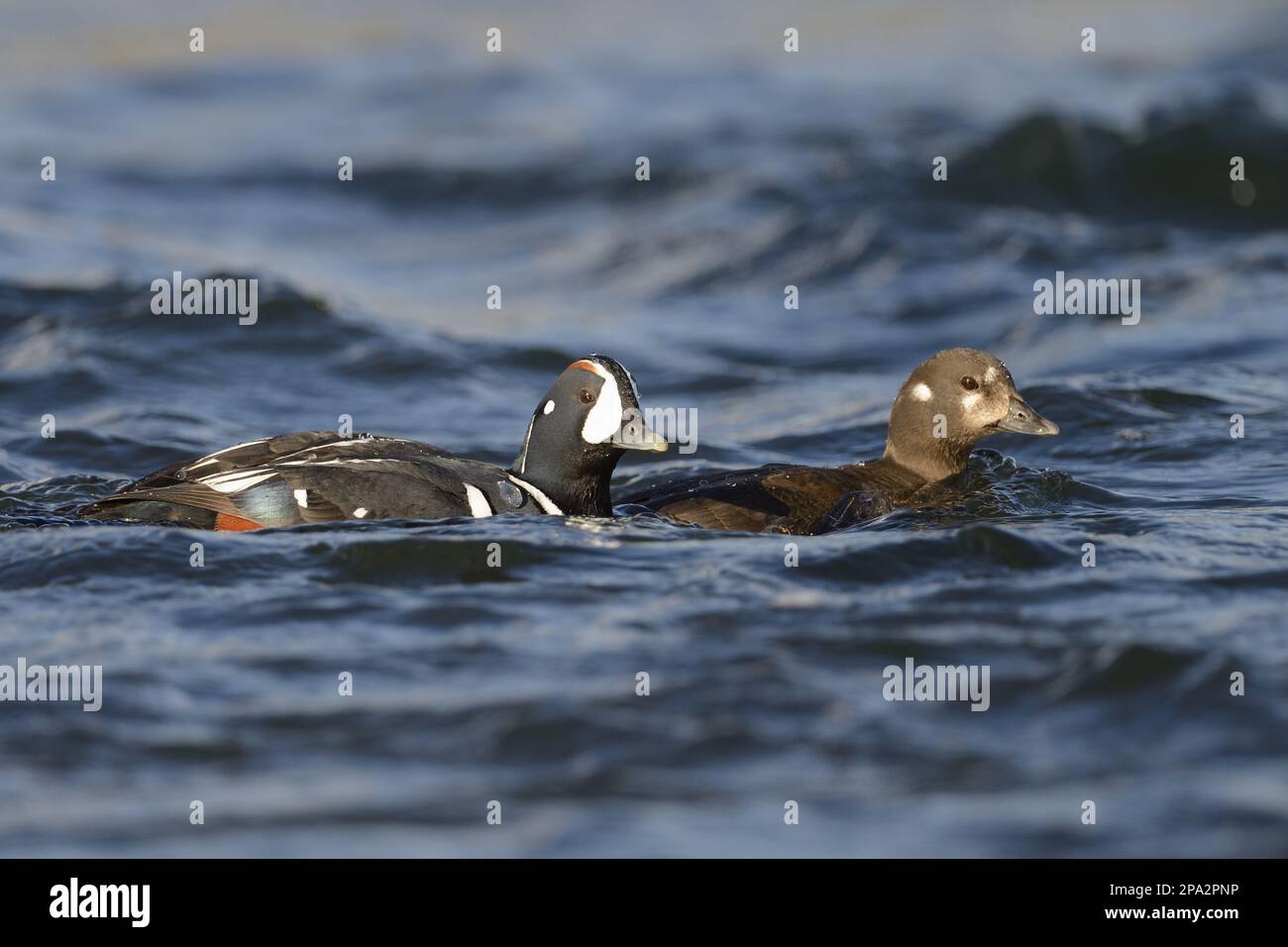 Anatra arlecchino (Histrionicus histrionicus) coppia di adulti, piumaggio di allevamento, nuoto nel fiume, fiume Laxa, Islanda Foto Stock