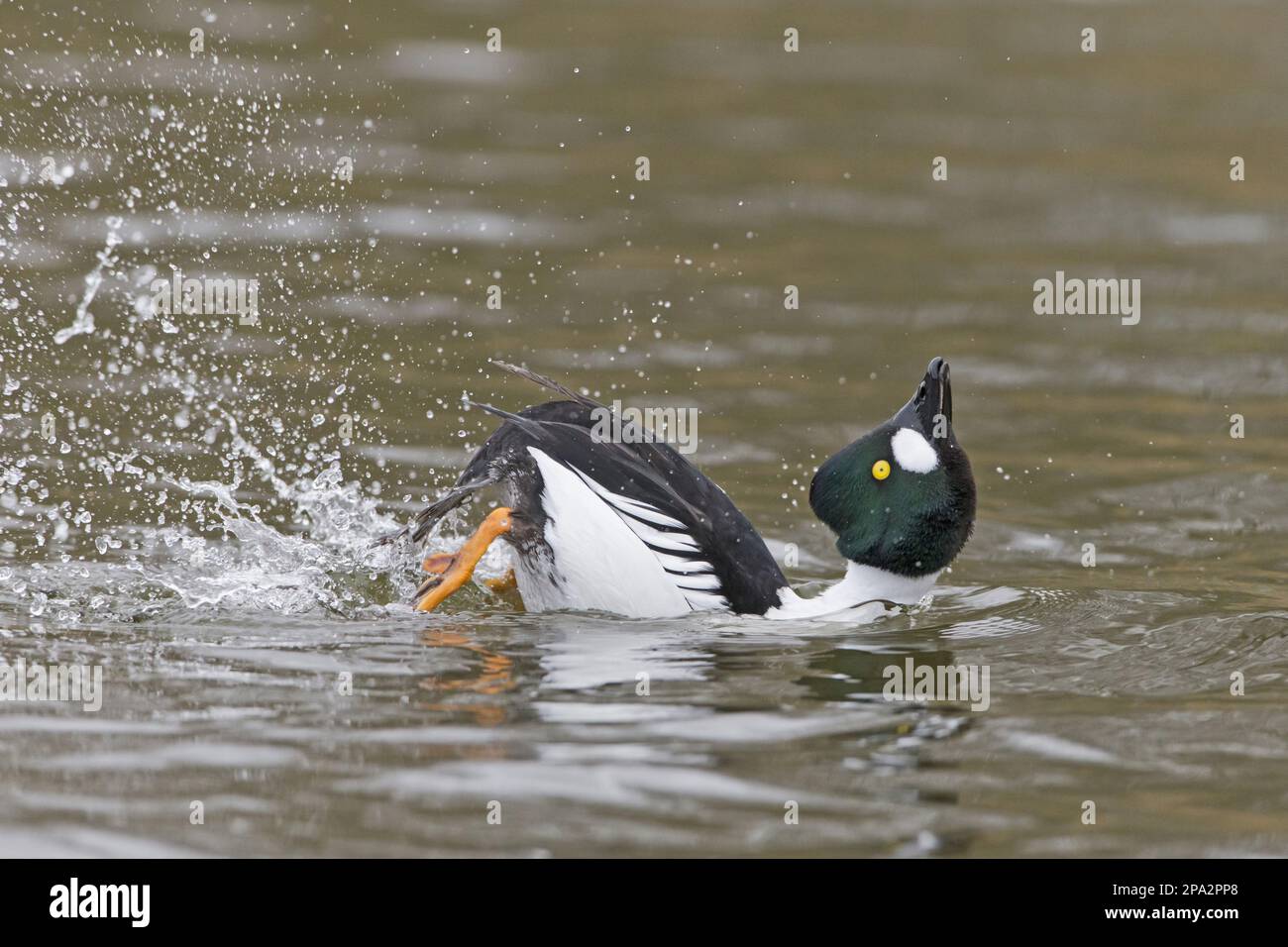 Goldeneye comune (Bucephala clangula), uomo adulto che espone sull'acqua, Pensthorpe Nature Reserve, Norfolk, Inghilterra, Regno Unito Foto Stock
