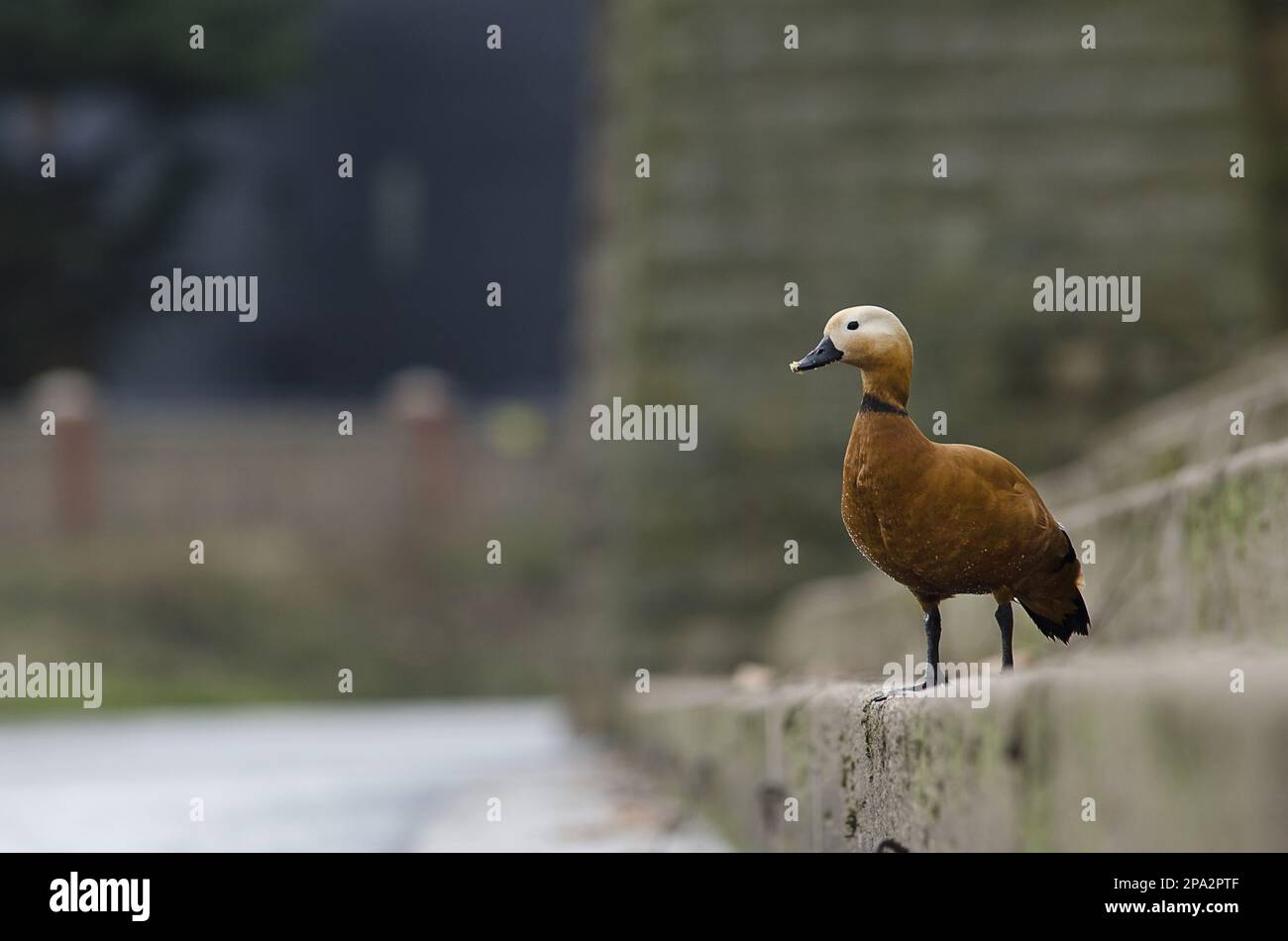 Ruddy Shelduck (Tadorna ferruginea) adulto maschio, presunta fuga dalla collezione, West Bridgford, Nottinghamshire, Inghilterra, Regno Unito Foto Stock