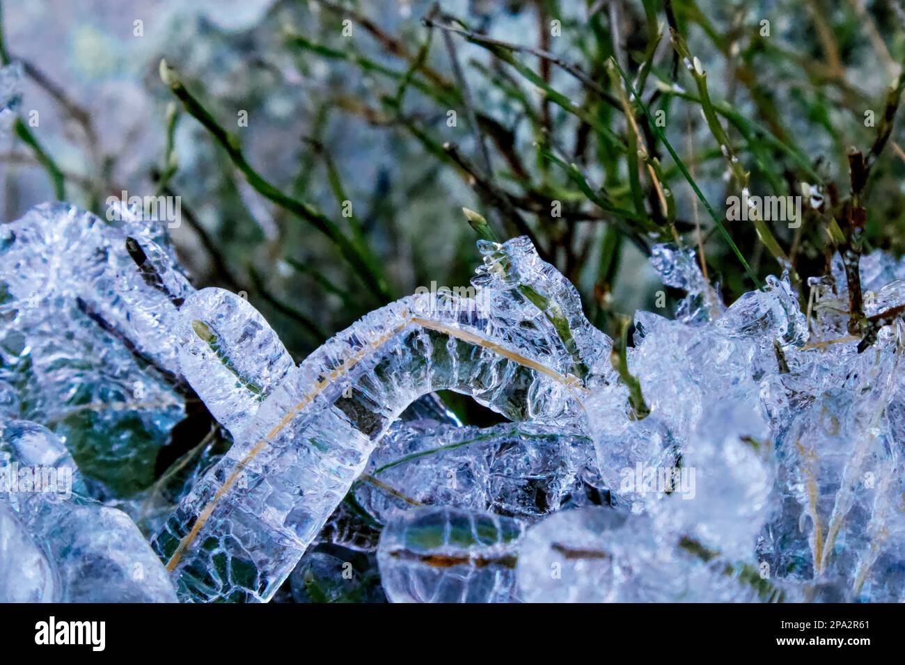 Mirtilli selvatici e erba ricoperta da uno spesso strato di ghiaccio durante l'inverno scandinavo. Foto Stock