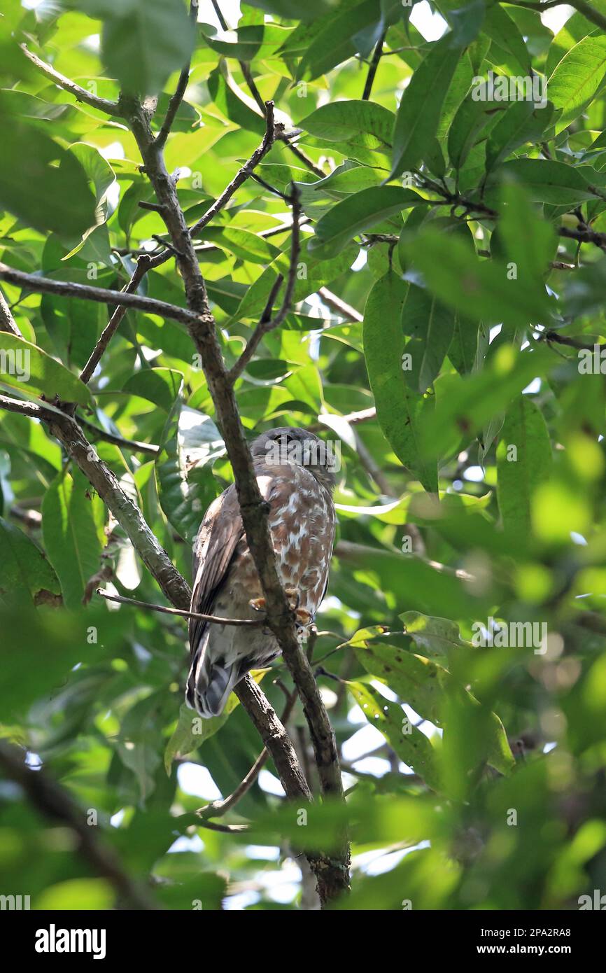 Brown Hawk-owl (Ninox scutulata hirsute) adulto, roosting sul ramo durante il giorno, Goa, India Foto Stock