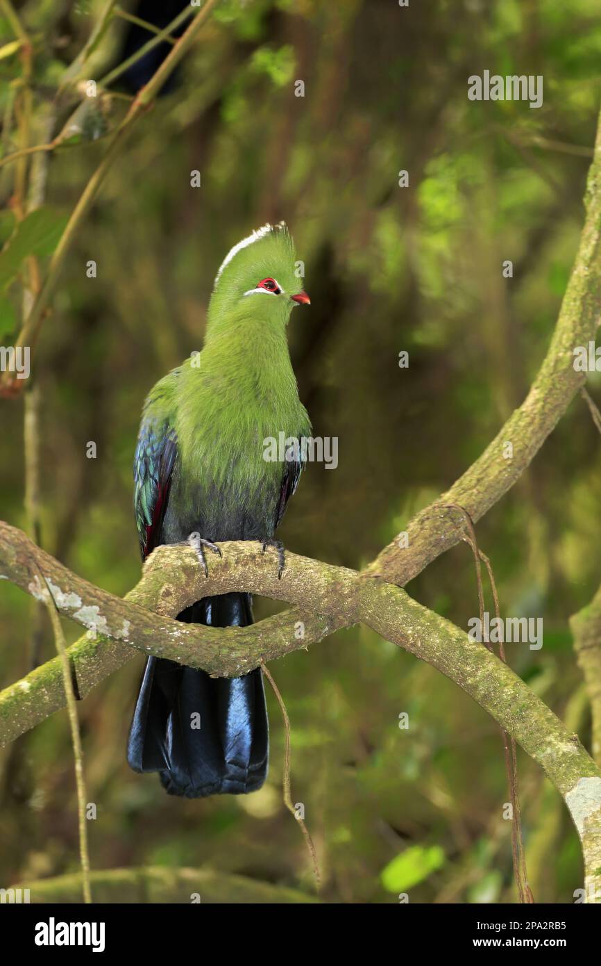 Knysna Turaco (Tauraco corythaix) adulto, arroccato su ramo, Knysna, Capo orientale, Sudafrica Foto Stock