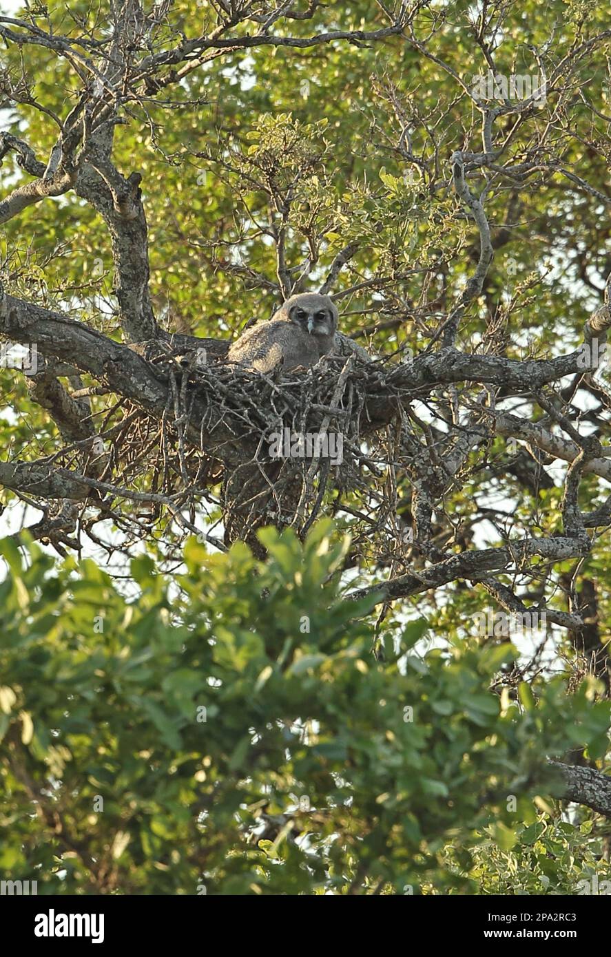 Pulcino di Verreaux (Bubo lacteus), seduto su un nido in un albero, Kruger N. P. Great Limpopo Transfrontier Park, Sudafrica Foto Stock