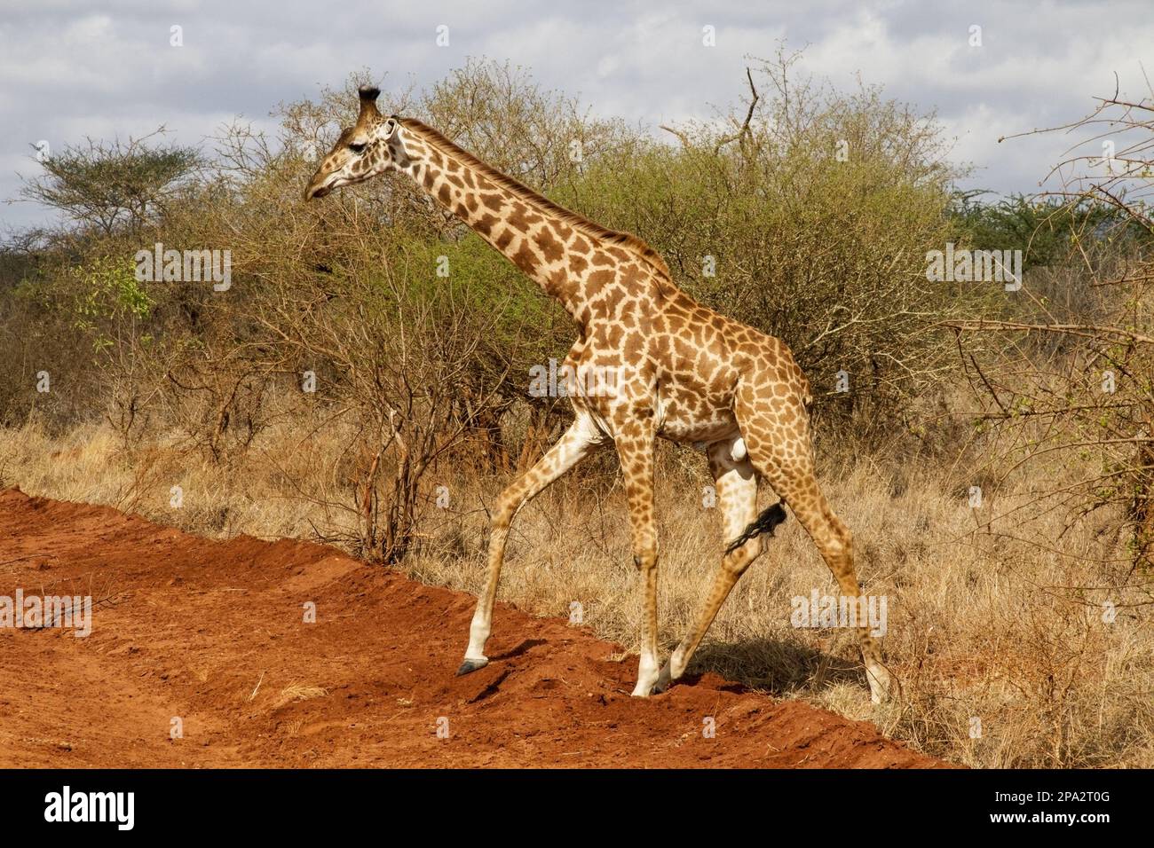 Masai giraffa (Giraffa camelopardalis tipelskirchi) maschio adulto, camminando nel cespuglio secco, Kenya Foto Stock