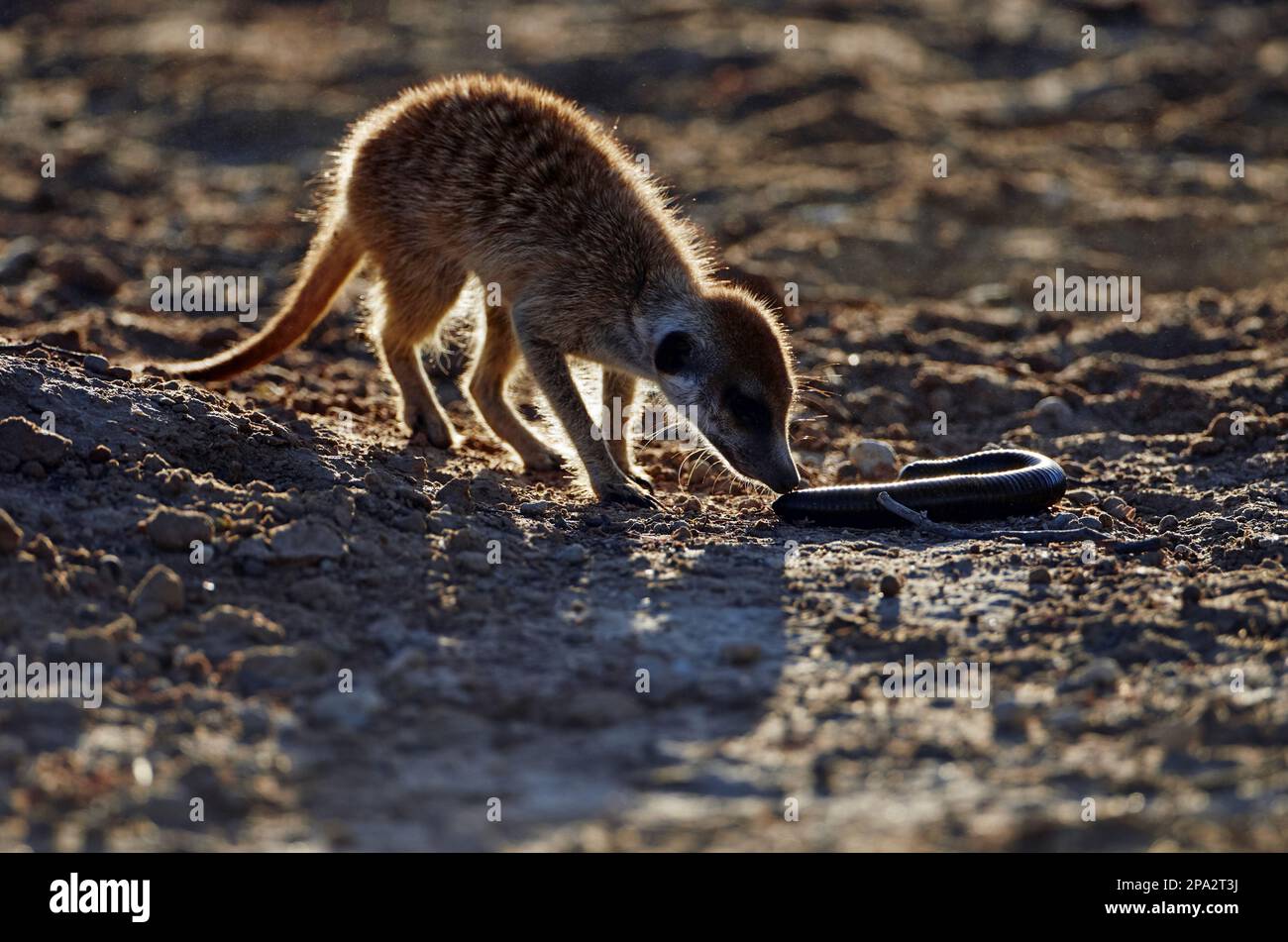 Meerkat (Suricata suricatta) giovane, sniffing Giant Millipede (Spirostreptidae sp.), Kalahari Gemsbok N. P. Kgalagadi Transfrontier Park, Nord Foto Stock