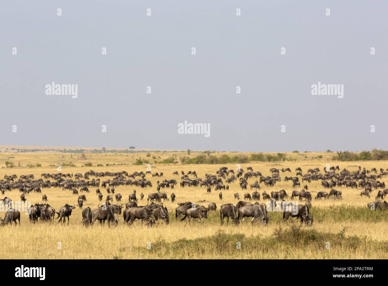 la bizzarra bianca, la bizzarra bianca (Connochaetes), la bizzarra bianca orientale, la bizzarra bianca orientale, Striped Foto Stock