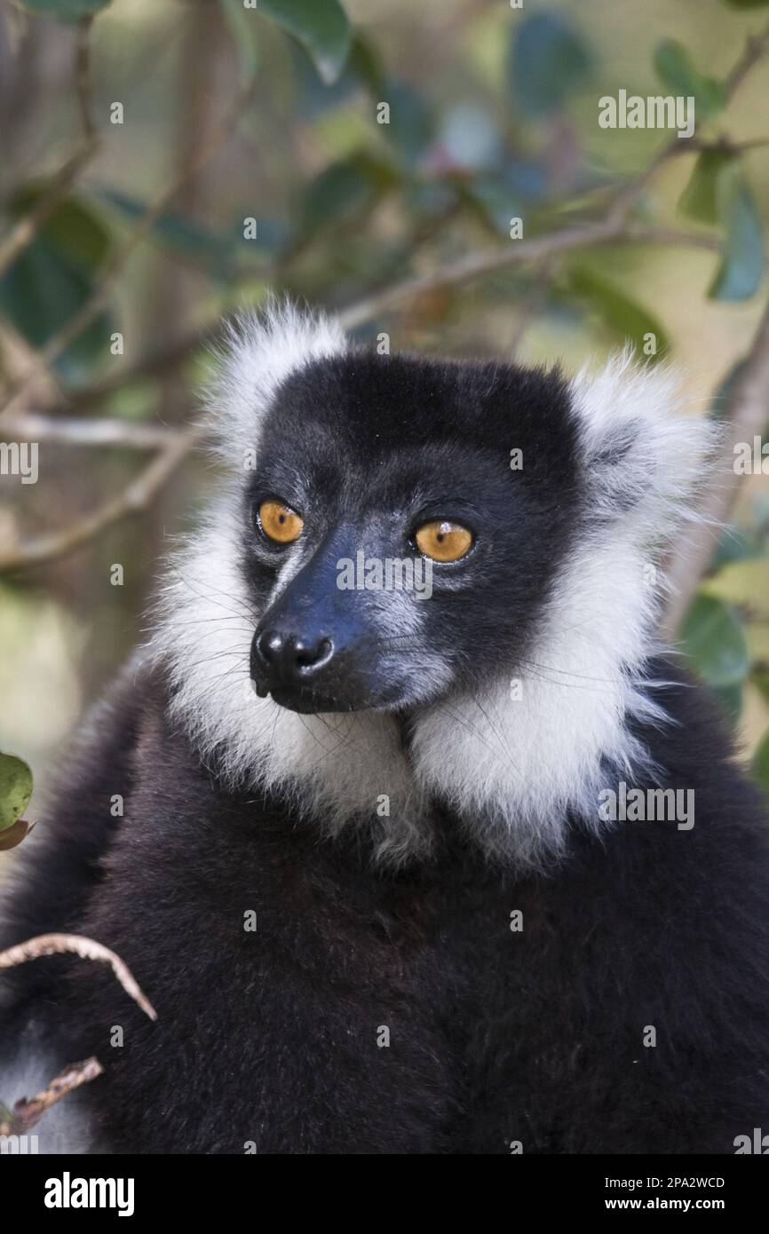 Variegata, lemuri bianco e nero (Varecia variegata), vari bianco e nero, scimmie, apici, primati, mammiferi, Animali, in bianco e nero con volant Foto Stock
