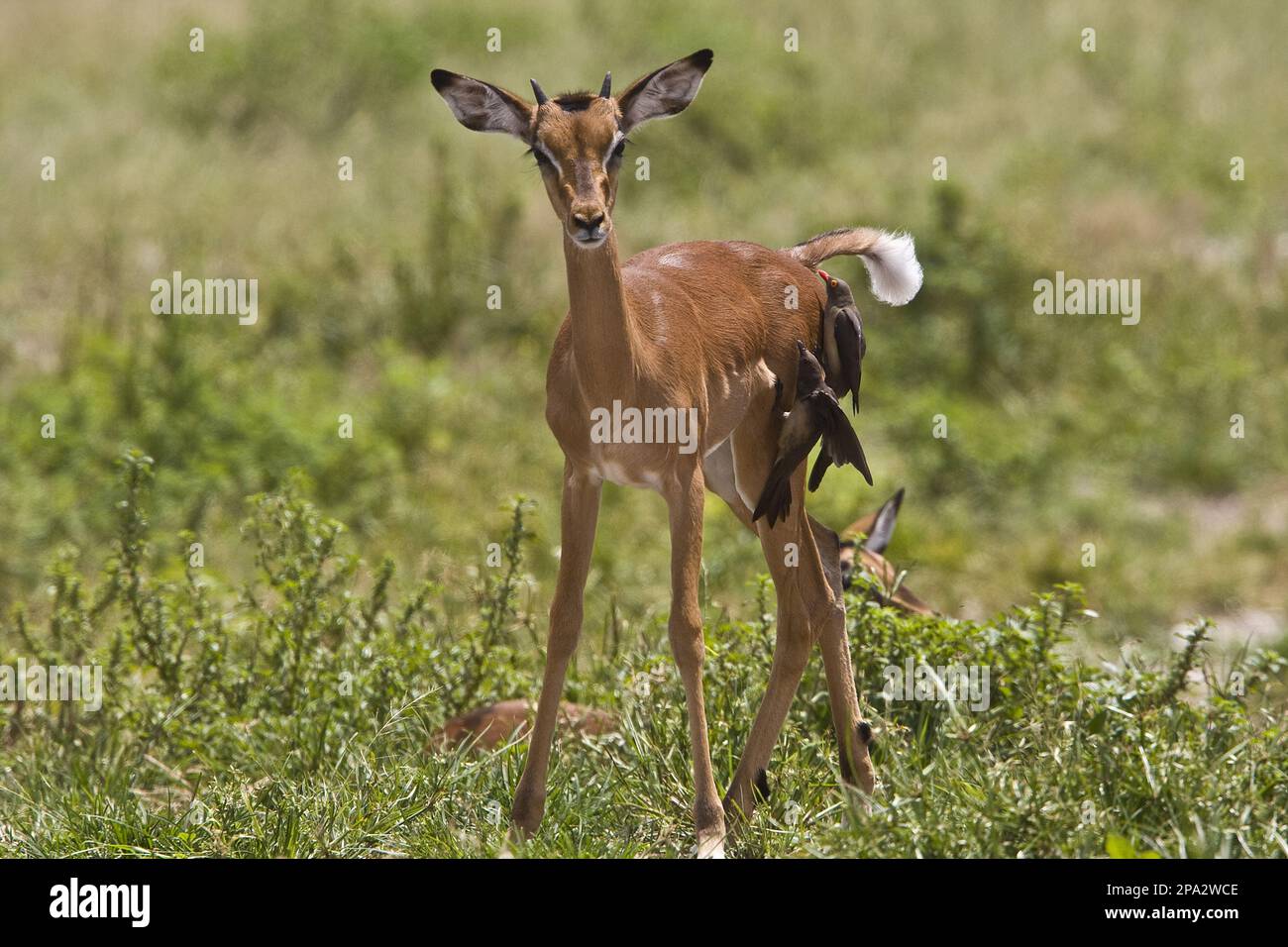 Impala, antilope con tacco nero, impala, antilopi con tacco nero, antilopi con tacco nero, Ungulati, ungulati pari-toed, mammiferi, animali, impala giovane maschio con Foto Stock