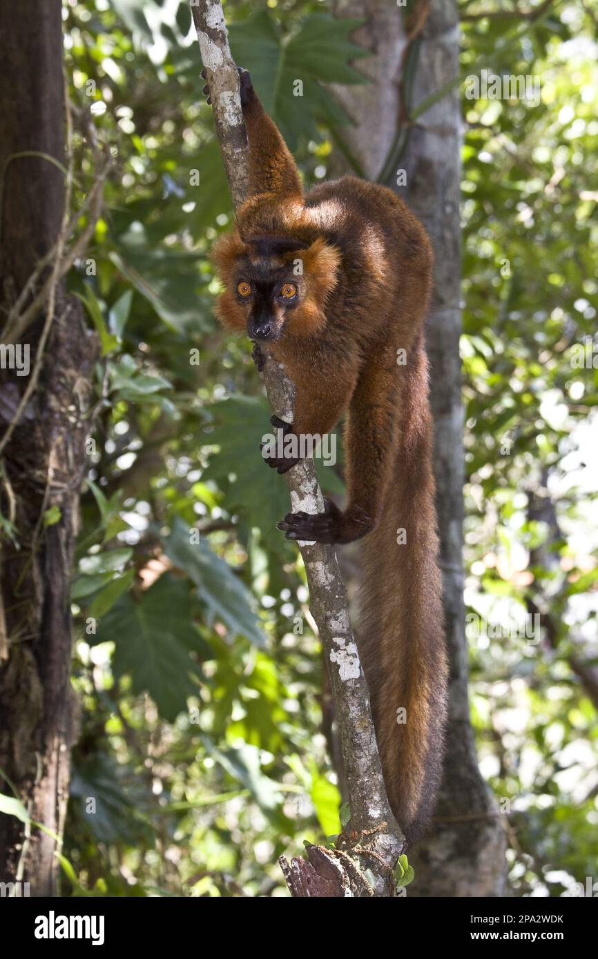 Marrone ibrido con lemure maschio coronato a Palmarium, Madagascar Foto Stock