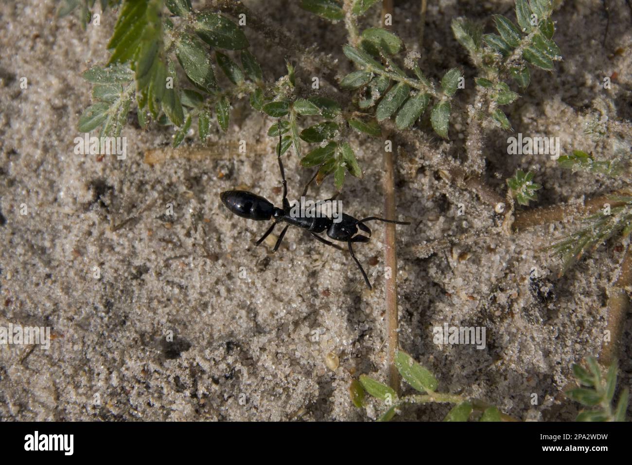 Matabele ANT, Matabele ANT, altri animali, insetti, animali, Formiche, formiche Matabele, foetens Megaponera, Botswana Foto Stock