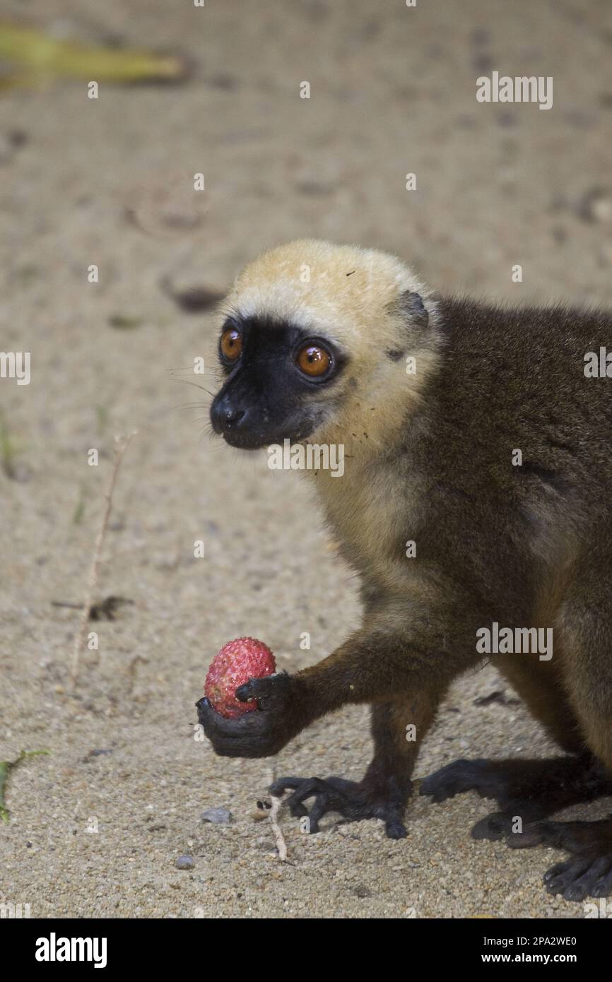 Limur fulvus albifrons, lemuri a testa bianca (Eulemur albifrons), scimmie, prosimiani, primati, mammiferi, Animali, Male bianco fronte marrone lemur Foto Stock