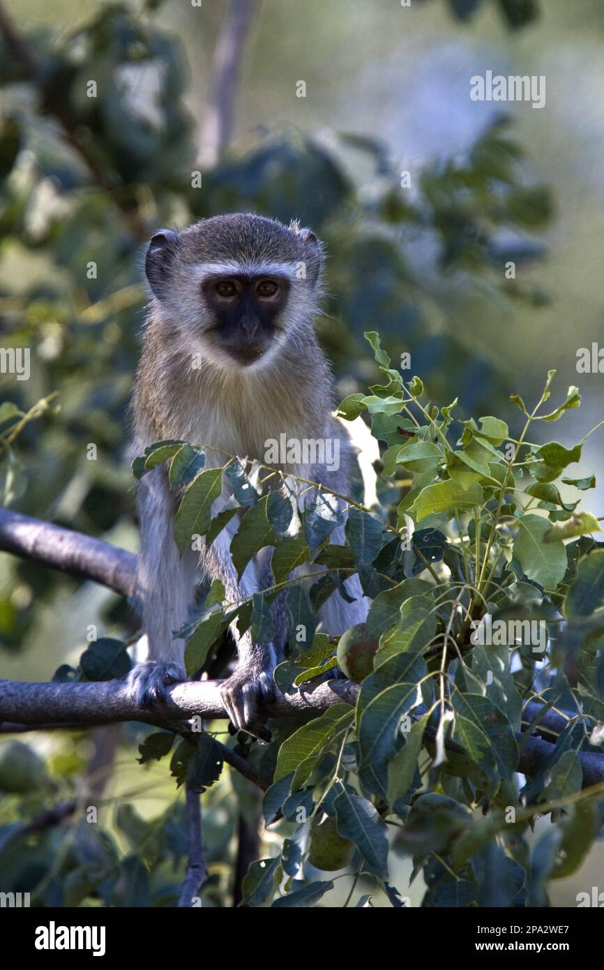 Pygerytrus, scimmia verde meridionale, scimmie vervet (Chlorocebus pygerytrus), guenon, scimmie, mammiferi, animali, Scimmia giovane vervet (Cercopithecus Foto Stock