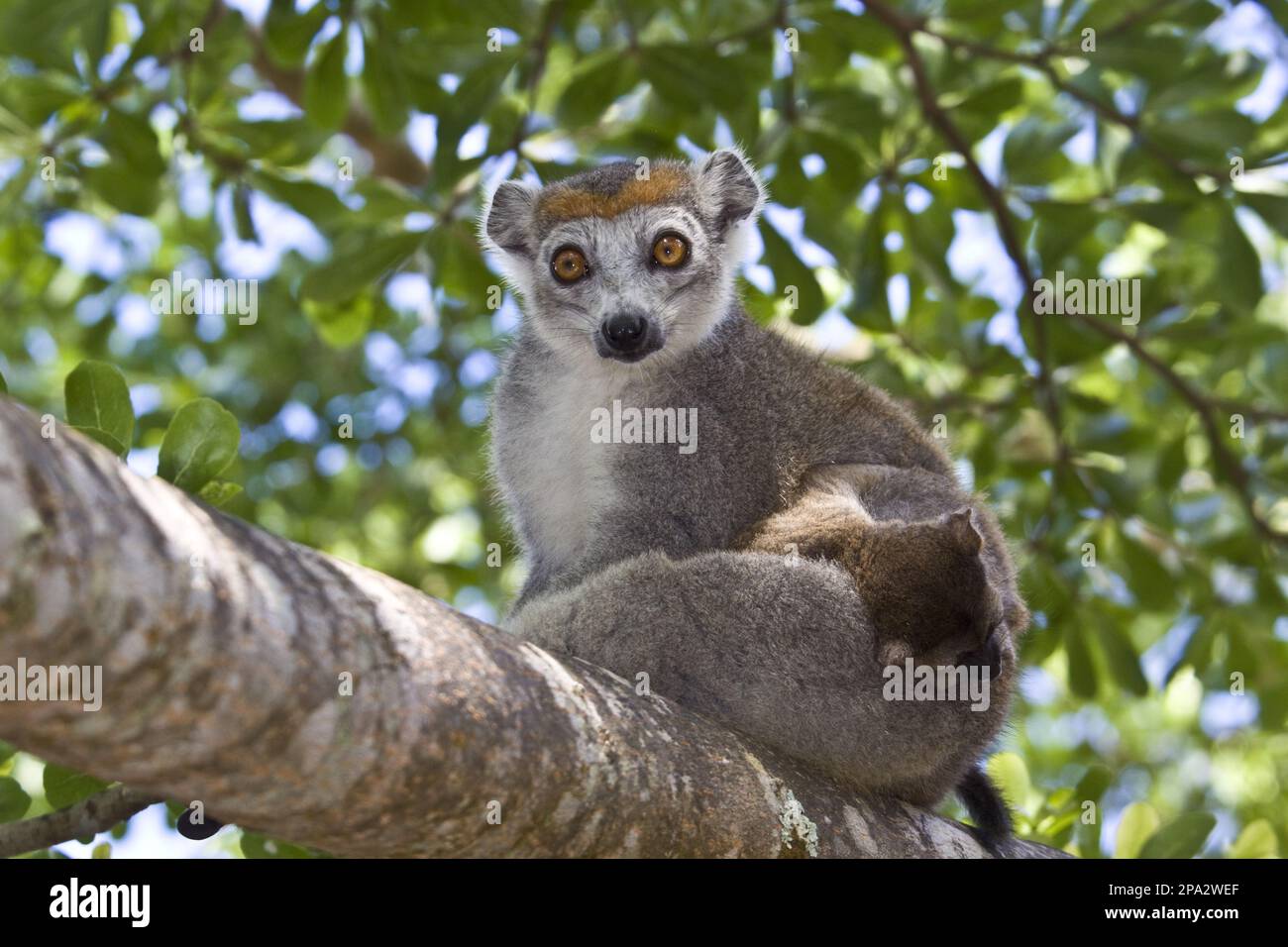 Lemure femminile incoronato con bambino al palmarium, Madagascar Foto Stock