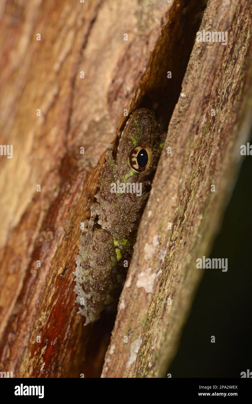 Rana di arbusto tubercolare adulto (Philautus cavirostris), riposante sotto la corteccia dell'albero, Sinharaja Forest Reserve, Sri Lanka Foto Stock