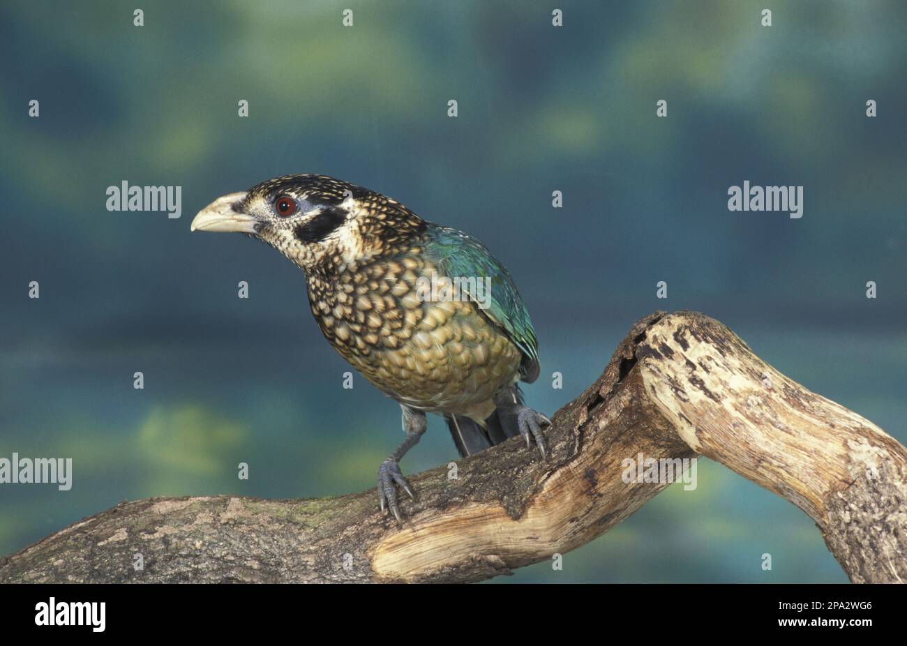 Bowerbird, songbirds, animali, uccelli, uccelli macchiati Foto Stock