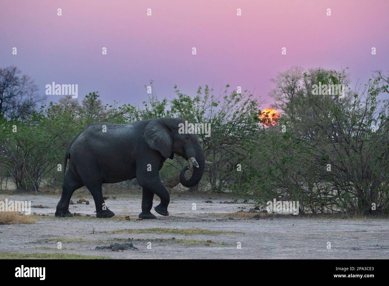 Elephant, Loxodonta africana, attraversa da sinistra a destra. Dietro gli animali selvatici si trova il bush africano. Delta dell'Okavango, Botswana, Africa Foto Stock