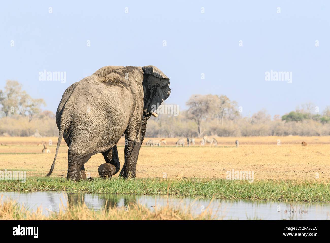 il toro dell'elefante, Loxodonta africana, sale fuori dal fiume. Sullo sfondo sono antilopi, Lechwe grassing. Delta dell'Okavango, Botswana, Africa Foto Stock