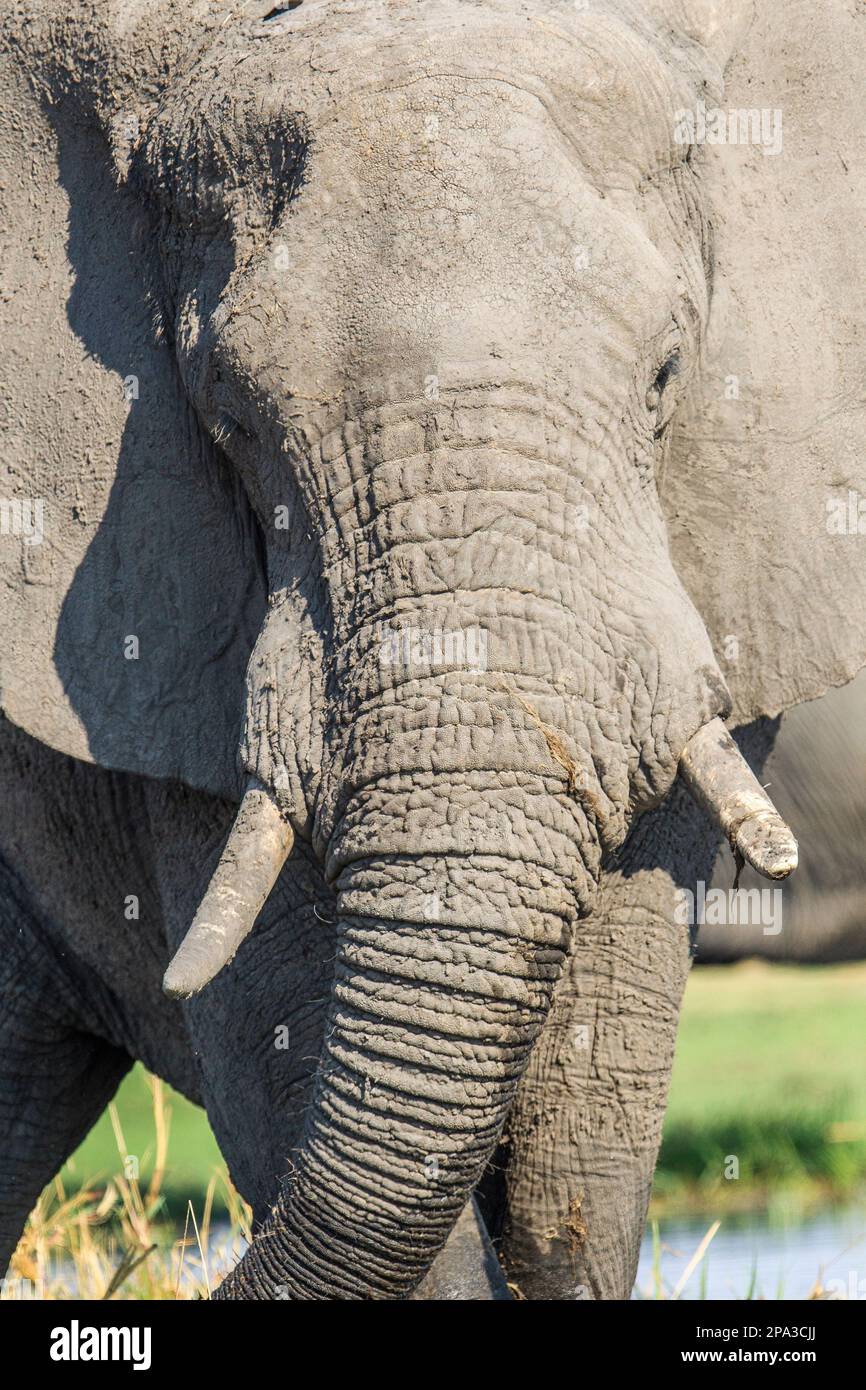Zusche di elefante, ritratto del volto con avorio lungo, Loxodonta africana, vista frontale con orecchie distese. Delta dell'Okavango, Botswana, Africa Foto Stock