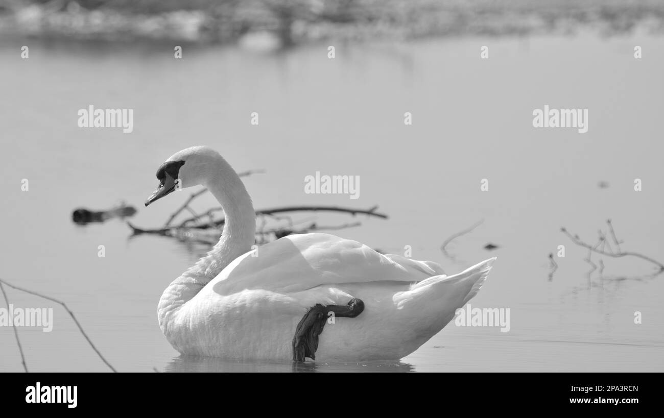 Cigno con remi sollevati lateralmente sul lago in bianco e nero Foto Stock