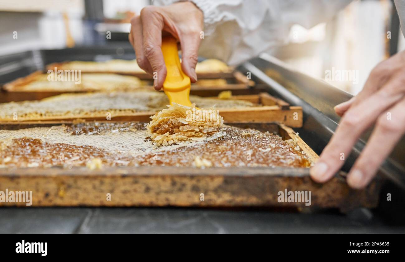 Montatura del miele, mani e strumento di raccolta per stappare la cera  d'api in fattoria. Lavoratore di agricoltura, l'industria di apicoltura e  la persona che raccoglie naturale, biologico Foto stock - Alamy