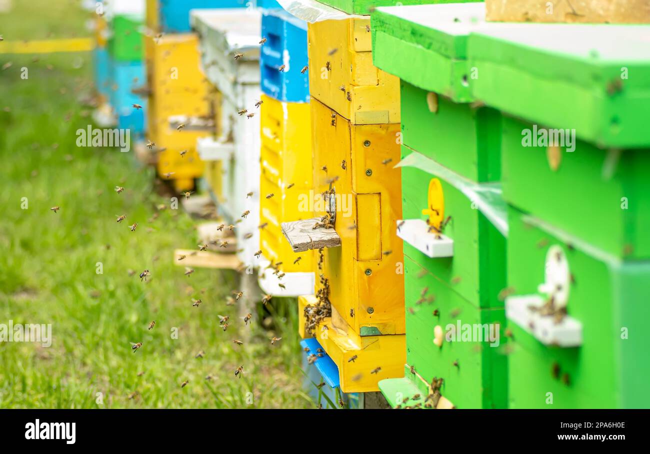 Primo piano di api volanti. Apiary estivo con diversi Beehive di legno colorato di api da miele su prato verde. Fattoria di api. Concetto di Beekiping Foto Stock