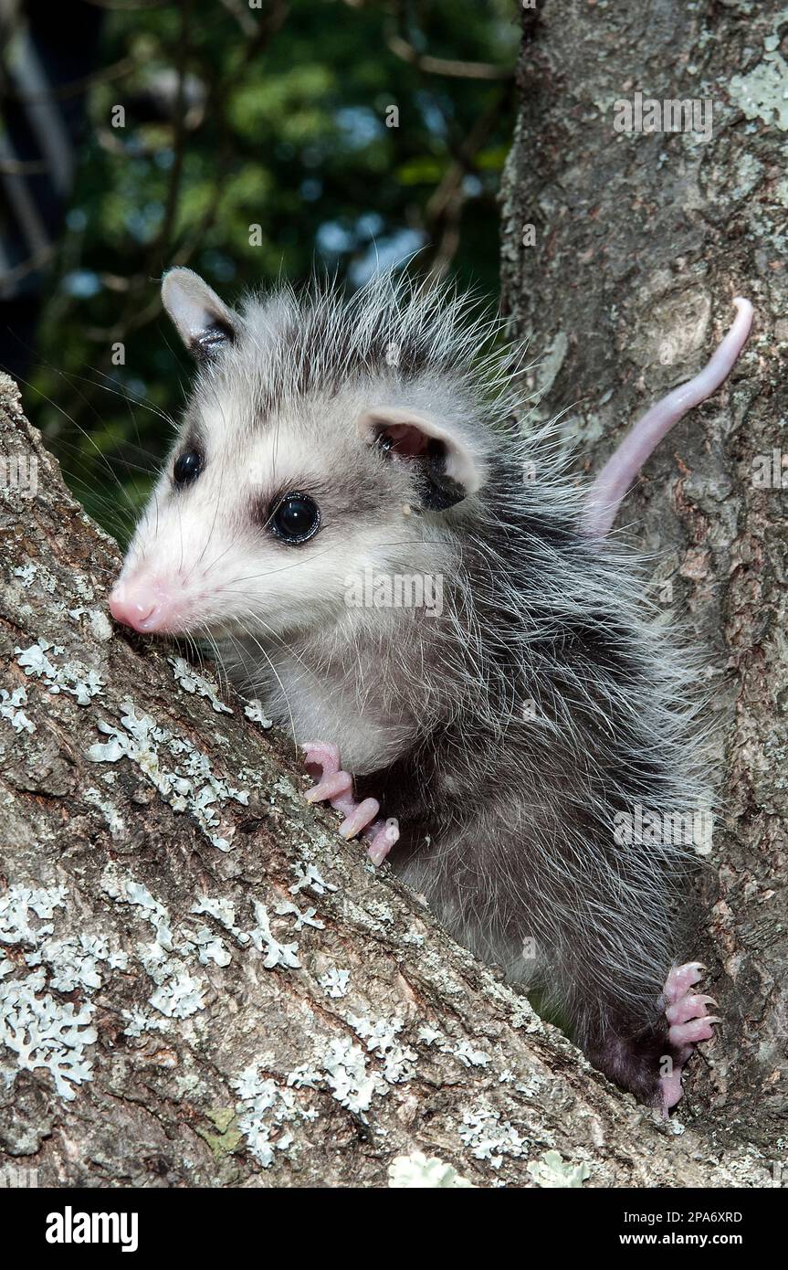 cucciolo di 14 settimane, o joey, arrampicandosi su un albero, verticale. Foto Stock