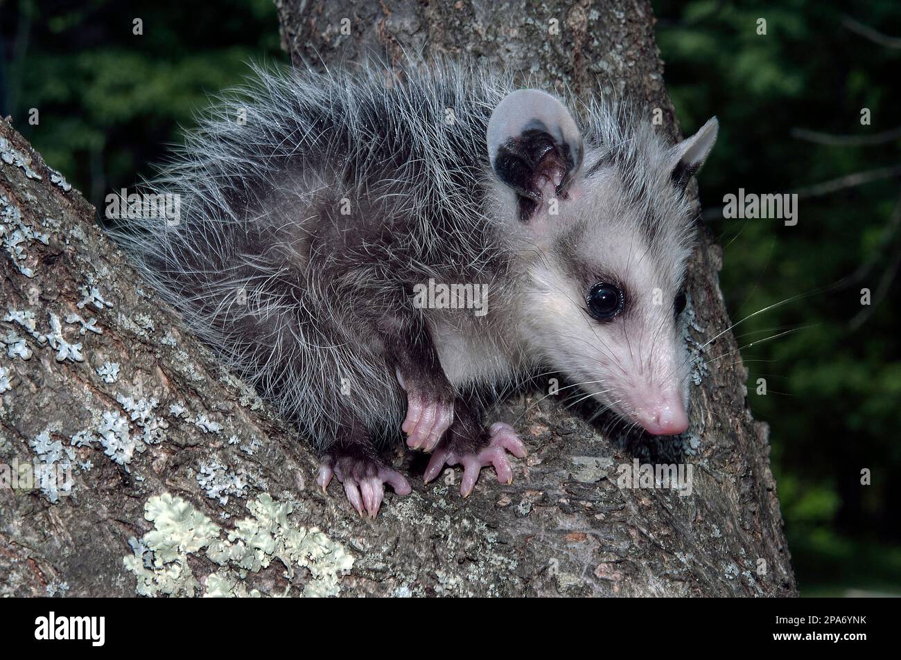 cucciolo di 14 settimane, o joey, arrampicata su un albero, primo piano. Foto Stock
