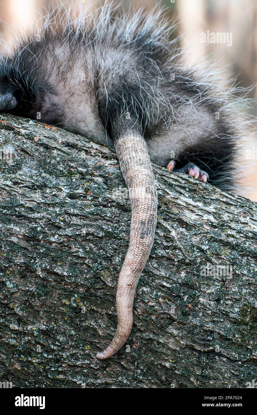 Coda di un Opossum che tiene su un albero mentre sale a terra. Foto Stock