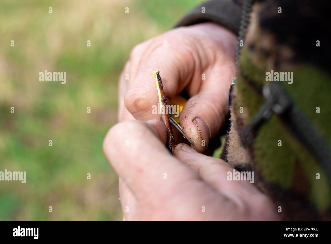 Il giardiniere effettua un taglio obliquo alle talee per innestarsi sul tronco dell'albero. Innesto di un albero di frutta. Foto Stock