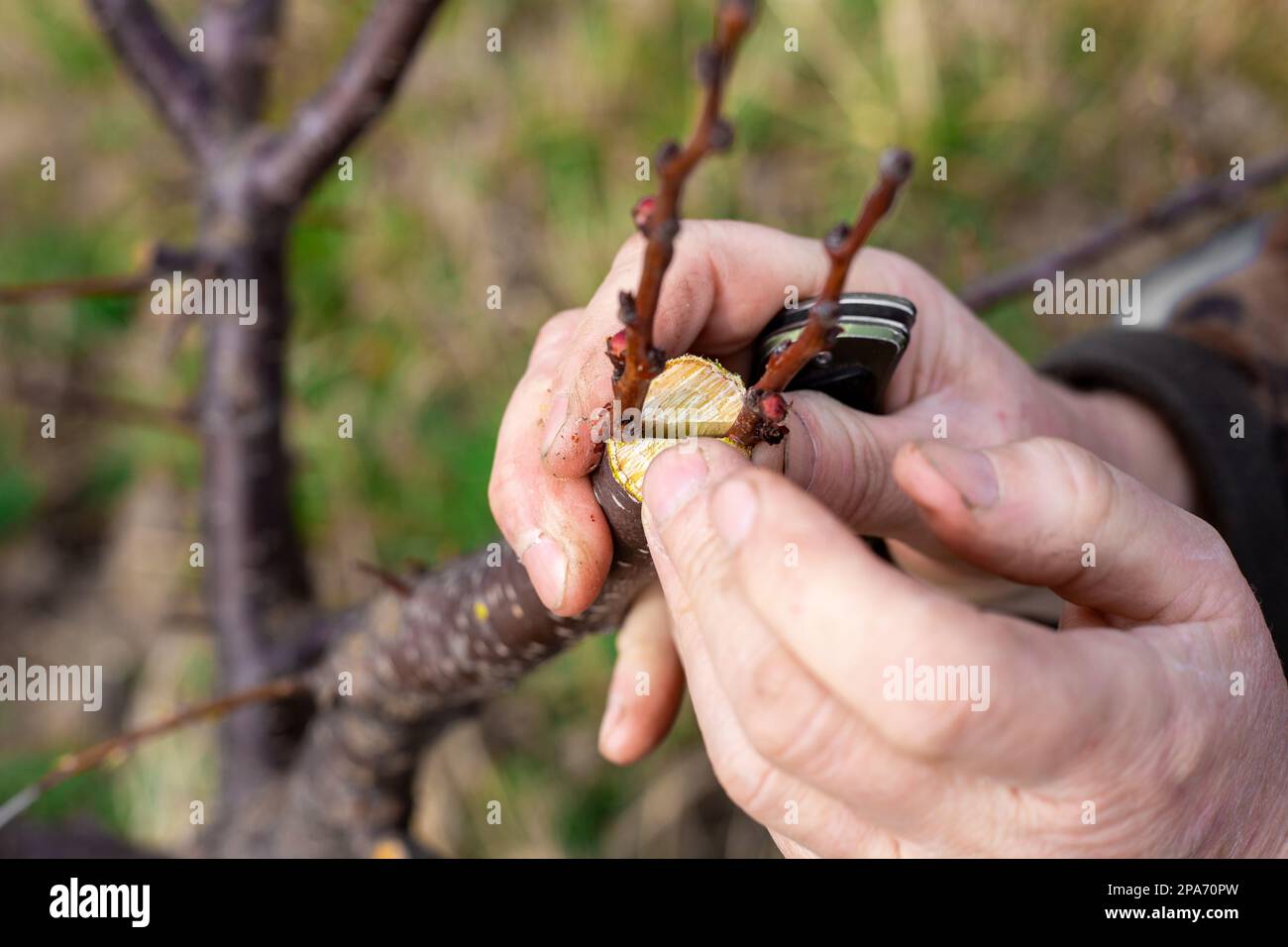 Un giardiniere innesti un albero di frutta da innesto spaccato all'inizio della primavera. Frutta crescente nel frutteto. Foto Stock