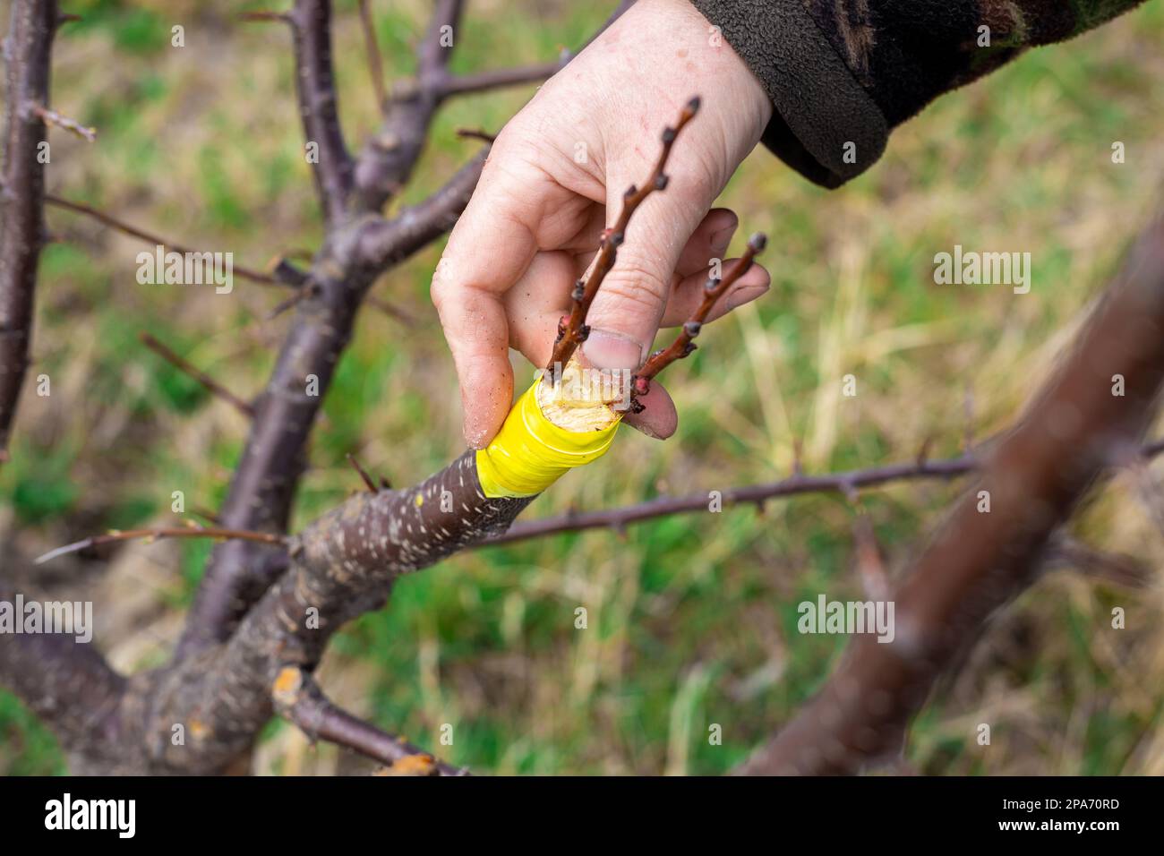 Un giardiniere innesti un albero da frutto con innesto spaccato all'inizio della primavera e copre il taglio con cera orticola. Foto Stock