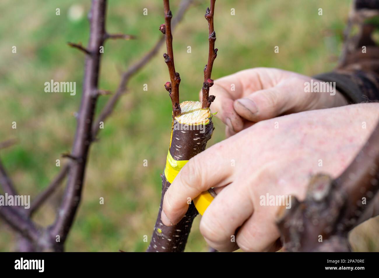 Un giardiniere innesti un albero di frutta da innesto spaccato all'inizio della primavera. Frutta crescente nel frutteto. Foto Stock