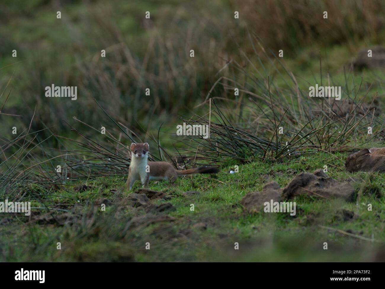 Una stoat (Mustela erminea) coetanei in guerra mentre in brughiera vicino a Diggle in Saddleworth vicino Oldham, Regno Unito Foto Stock