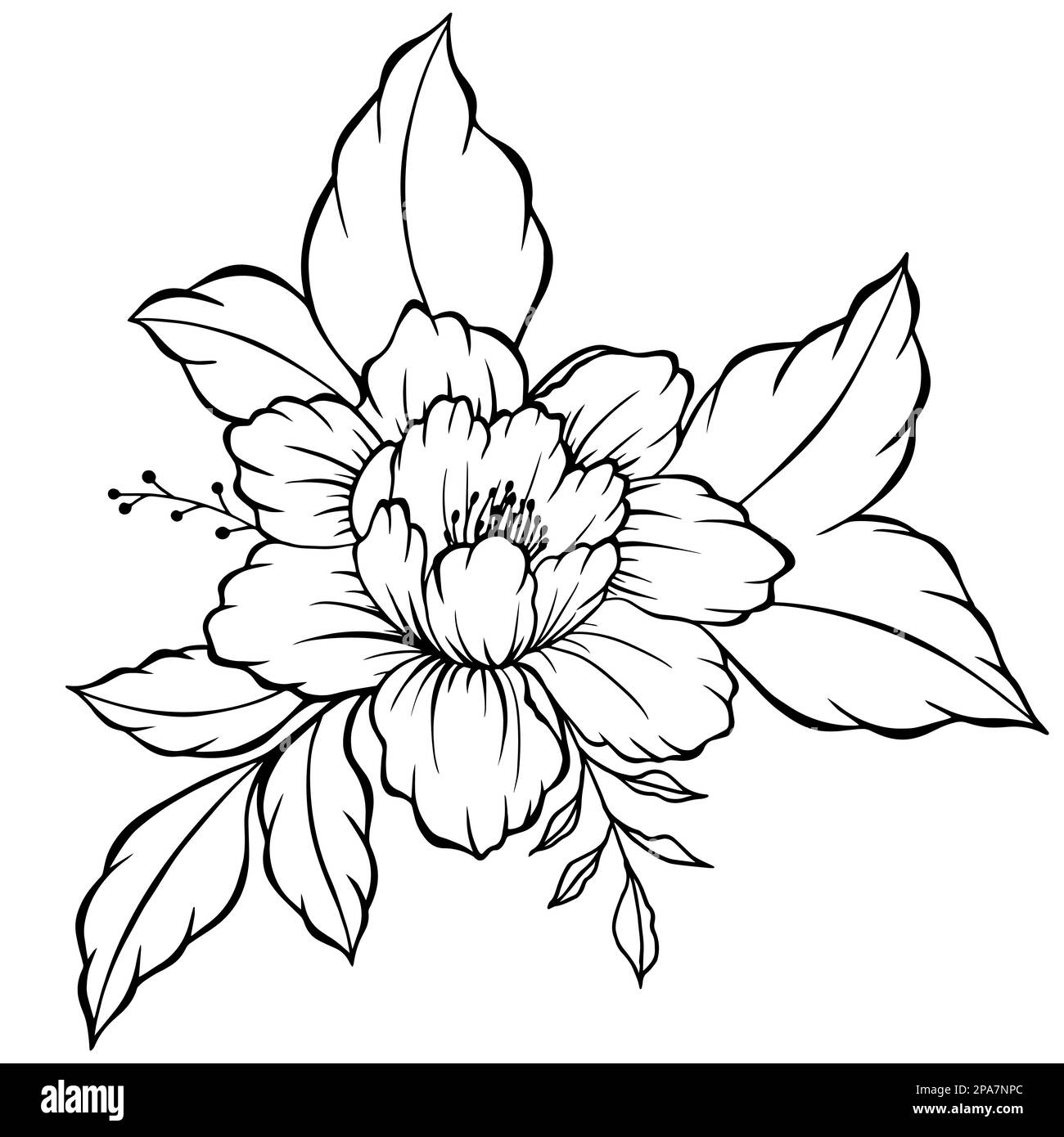 Collezione di bozzetti floreali. Bianco e nero con line art su sfondi bianchi. Illustrazioni botaniche disegnate a mano. Illustrazione Vettoriale