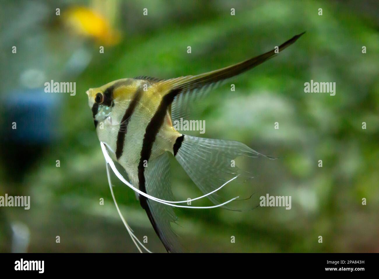 Ritratto di una zebra Angelfish in pesci cisterna con sfondo sfocato Pterophyllum scalare Foto Stock