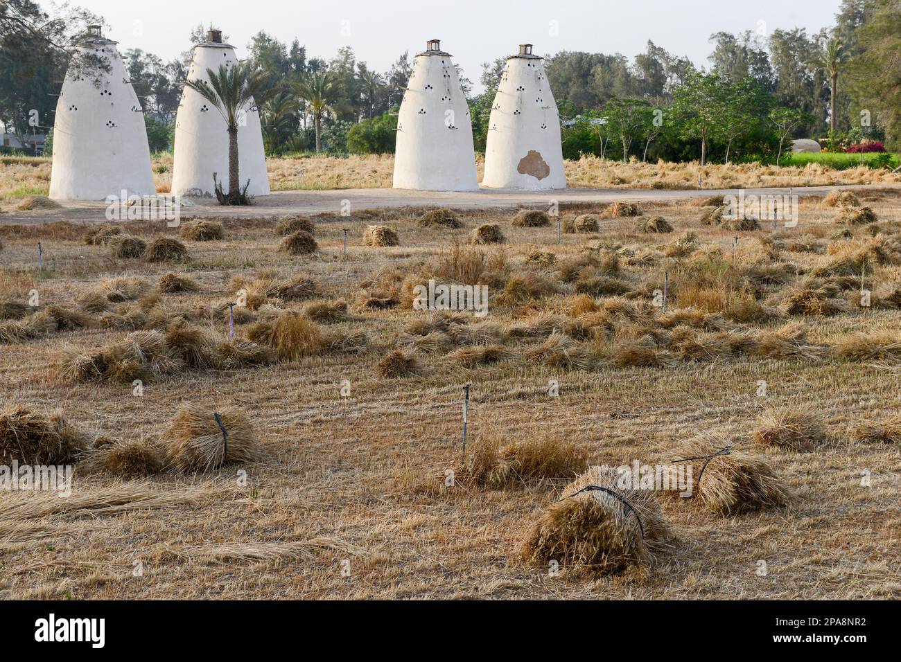 EGITTO, Bilbeis, Sekem azienda agricola biologica, desertificazione, campo di grano e loft piccione costruire da argilla / AEGYPTEN, Bilbeis, Sekem Biofarm, Landwirtschaft in der Wueste, WEeizenfeld und Taubenhaus aus Lehm Foto Stock