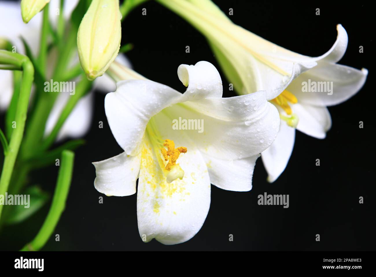 Giglio di Longflower (Giglio di Pasqua, Giglio di Trumpet Bianco) fiori con sfondo nero, primo piano di fiori di giglio bianco che fioriscono nel giardino con rampe di pioggia Foto Stock