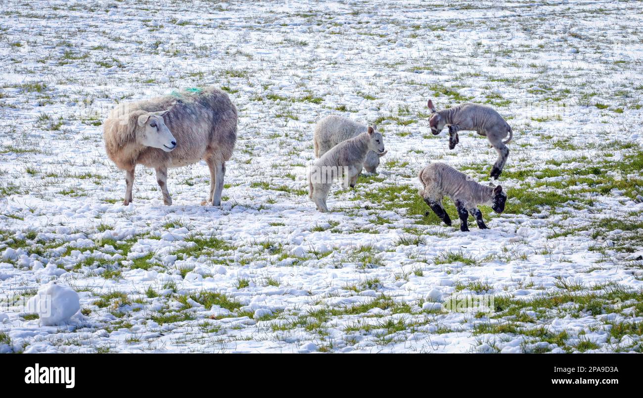 Gli agnelli primaverili giocano in un campo coperto di neve nel Brecon Beacons, Galles, Regno Unito Foto Stock