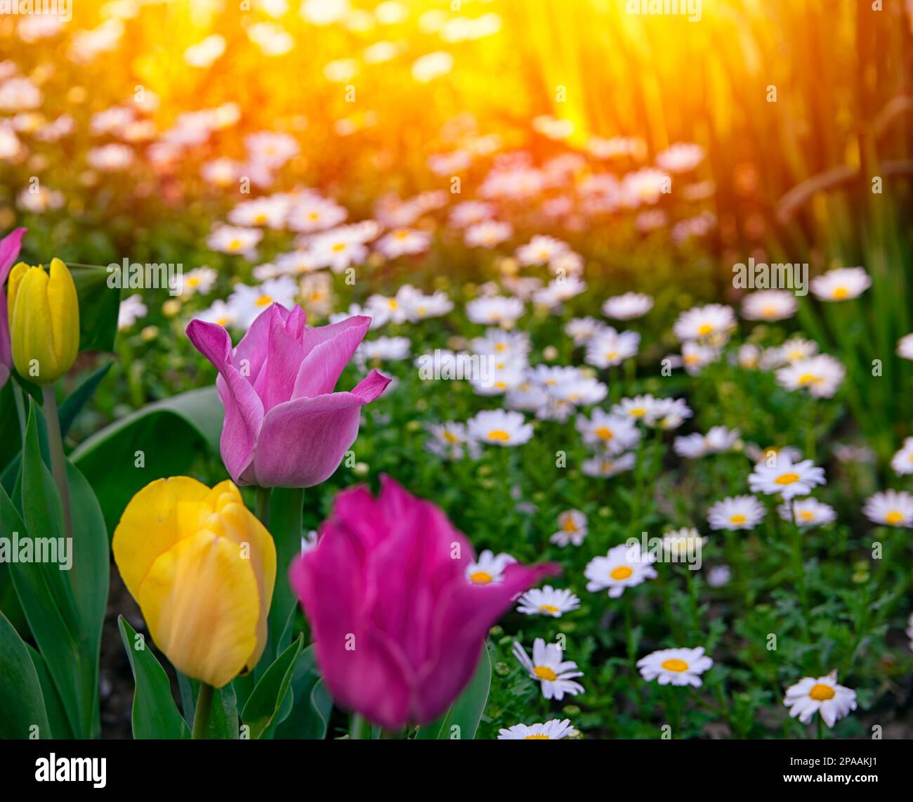Bellissimo tramonto con tulipani rosa e margherite. Margherite fuori fuoco su sfondo tulipano rosa. Tulipani rosa a fuoco selettivo. Foto Stock