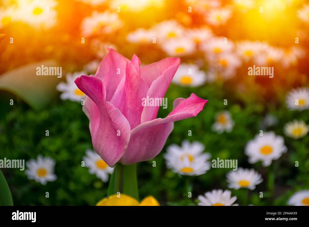Bellissimo tramonto con tulipani rosa e margherite. Margherite fuori fuoco su sfondo tulipano rosa. Tulipani rosa a fuoco selettivo. Foto Stock
