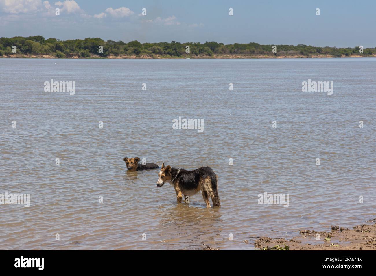Due cani rinfrescarsi nel fiume. Foto Stock