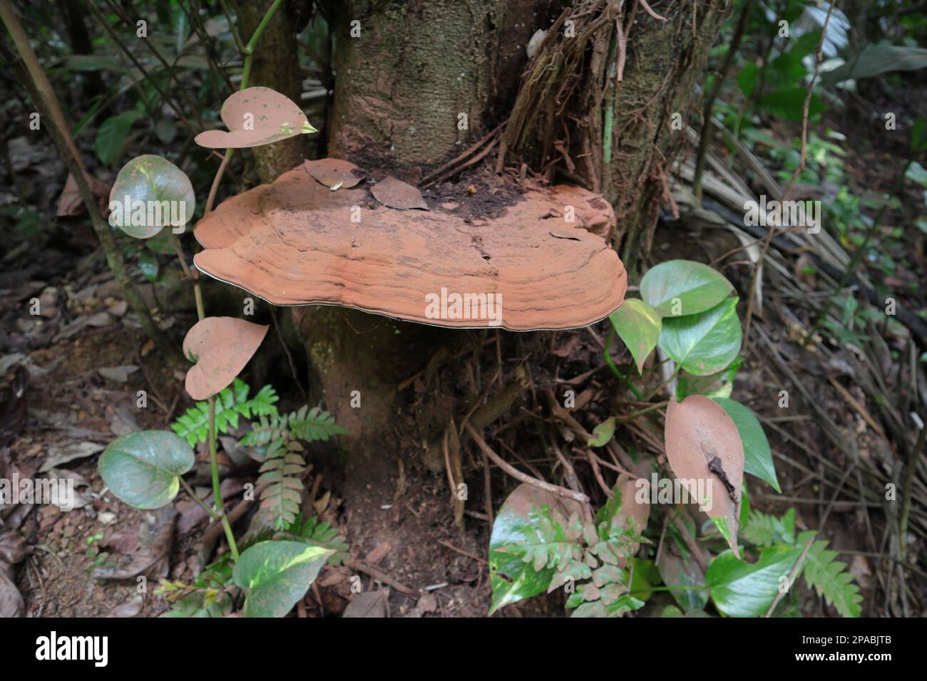 Un grosso fungo rossastro chiamato staffa dell'artista (Ganoderma Applanatum) cresce alla base di un gambo di albero morente Foto Stock